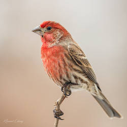 .:House Finch:.