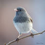 .:Junco Portrait:.