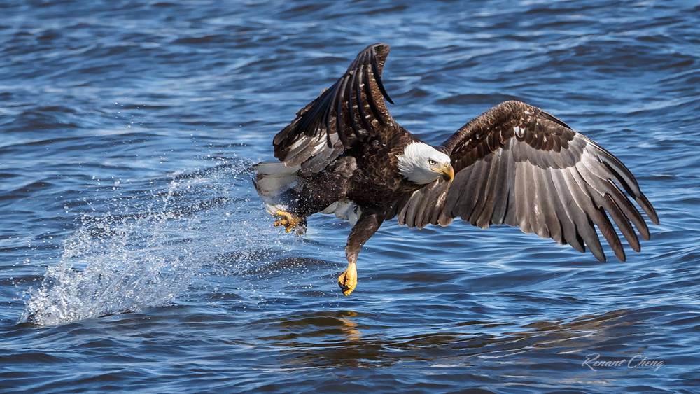 .:Fishing Action:. by RHCheng .:Fishing Action:. by RHCheng