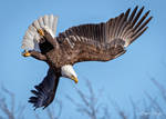 .:Acrobatic Dive:. by RHCheng
