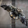 .:Juvenile Bald Eagle:.