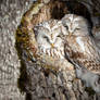 .:Ural Owl Couple:.
