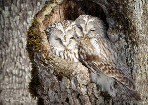 .:Ural Owl Couple:.