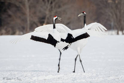 .:Dancing Cranes:.