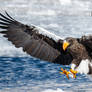 .:Steller's Sea Eagle I:.