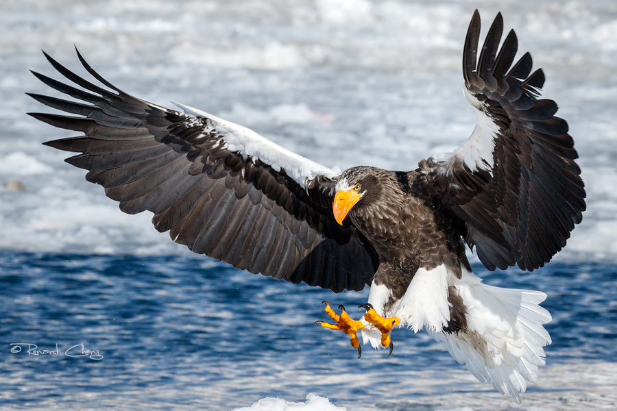 .:Steller's Sea Eagle I:.