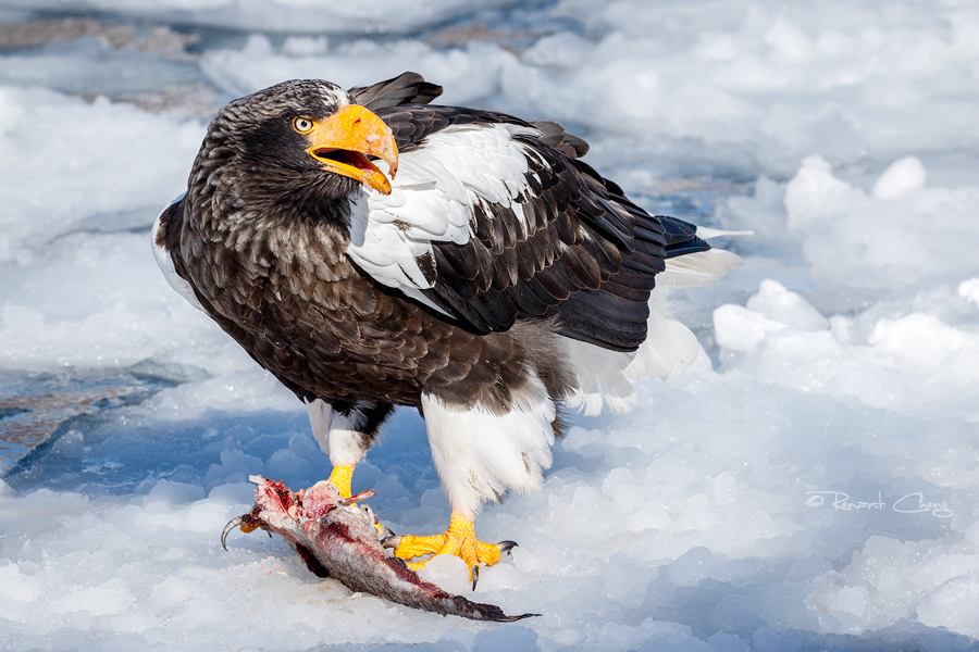 .:Steller's Sea Eagle II:.