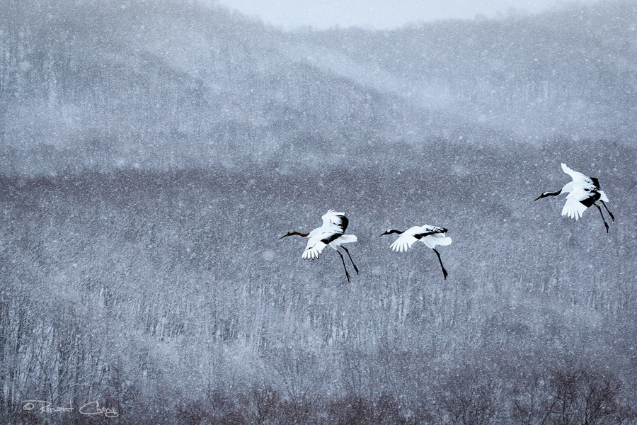 .:Storm Landing:.