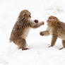 .:Kung Fu Monkeys:.