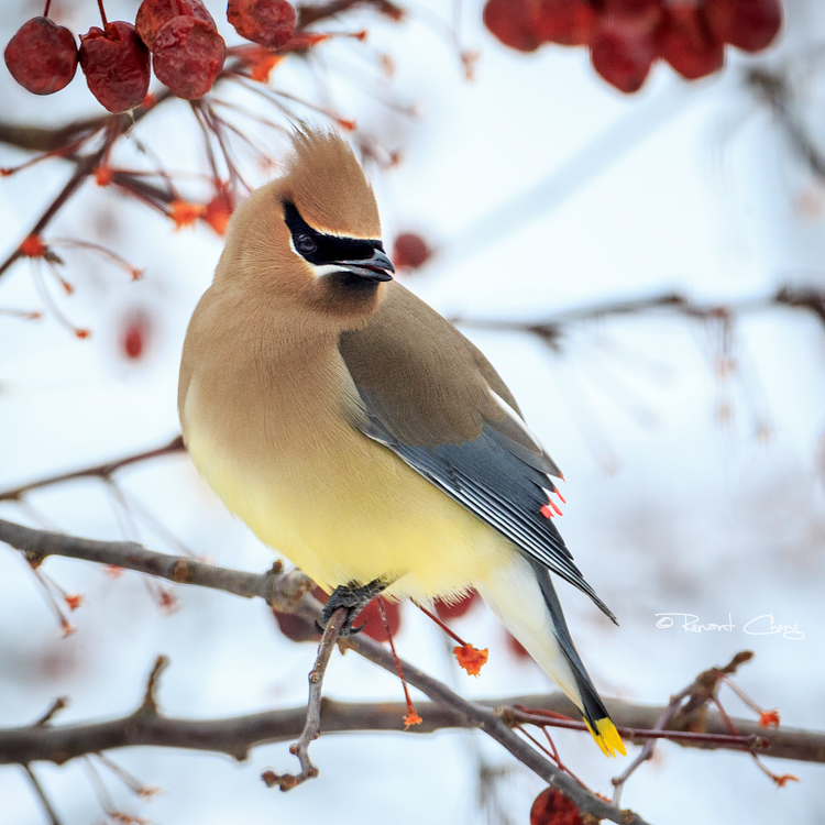 .:Cedar Waxwing II:.