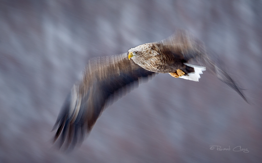 .:Eagle in Motion:.