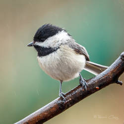 .:Wet Chickadee:.