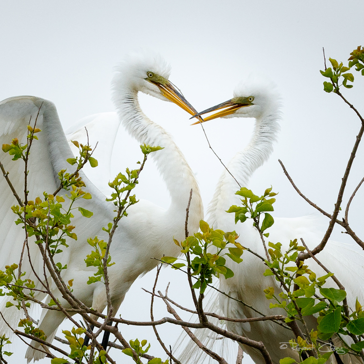 .:Egret Romance:.