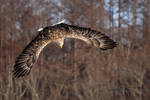 .:White Tailed Eagle II:. by RHCheng