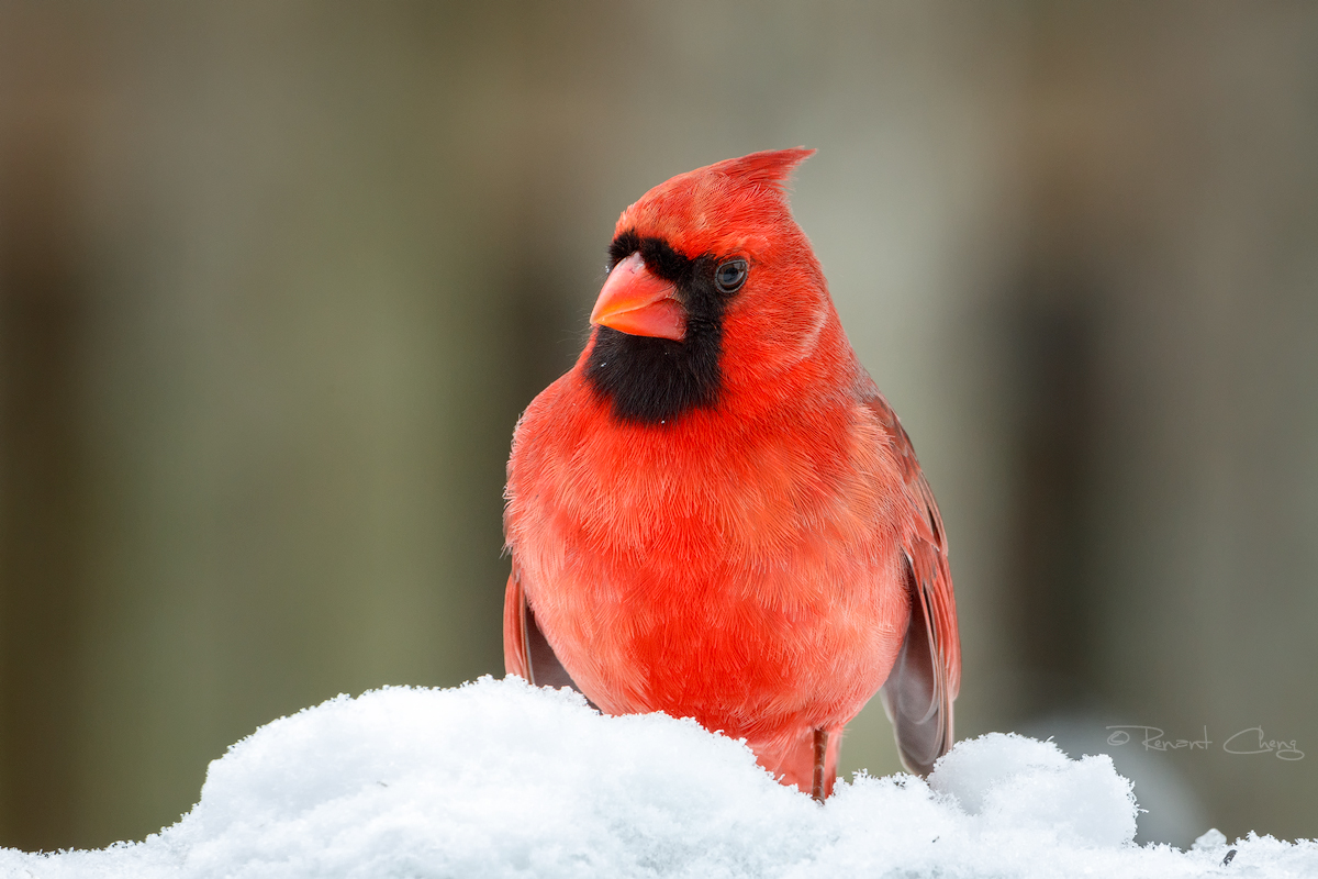 .:Red Cardinal:. by RHCheng