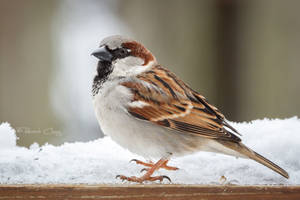 .:House Sparrow:.