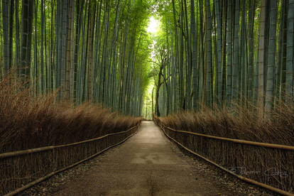 .:Arashiyama Bamboo Forest:.