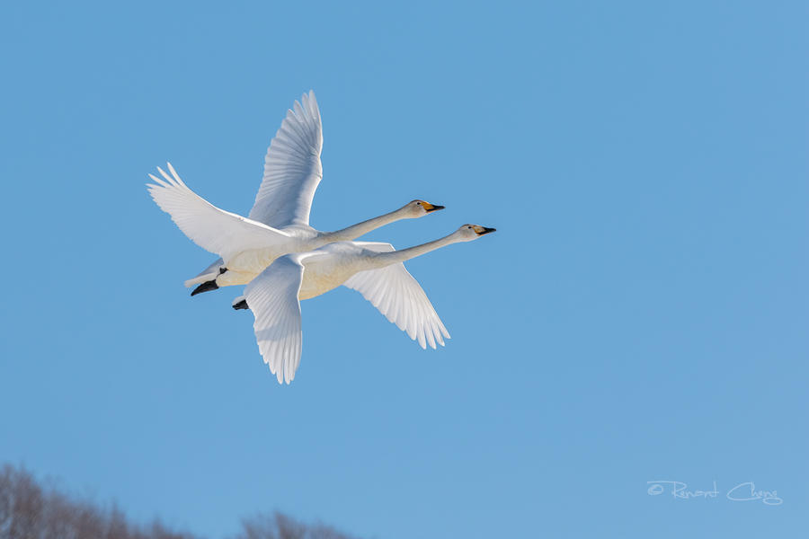 .:Whooper Swans:. by RHCheng