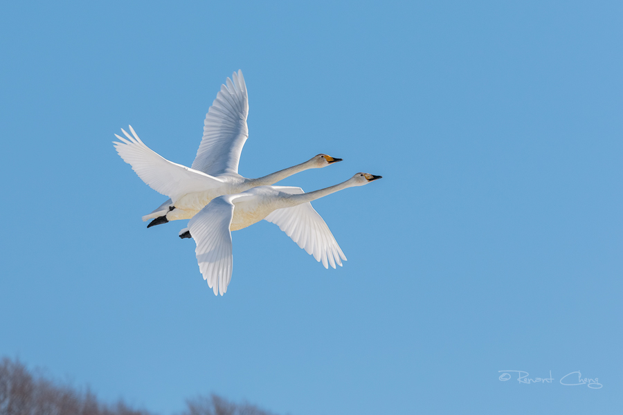 .:Whooper Swans:.