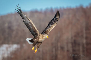 .:White Tailed Eagle III:. by RHCheng