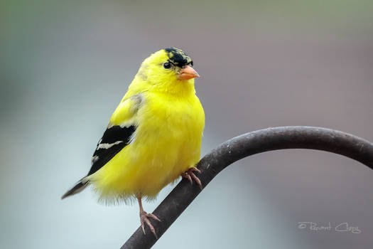 .:Spring Male Goldfinch:.