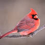 .:Cardinal Portrait I:.