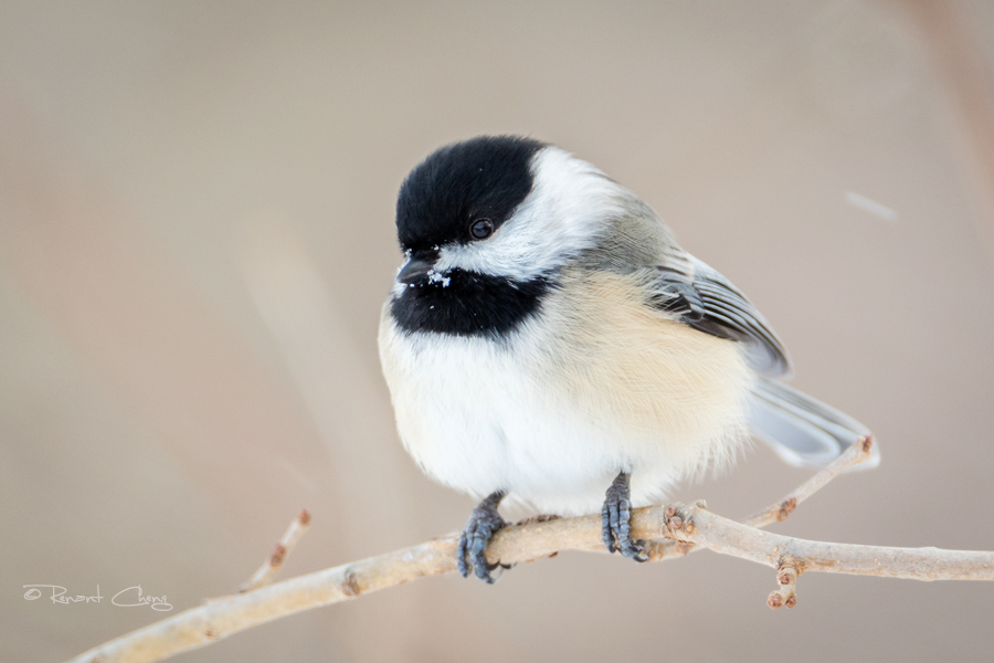 .:Chickadee:.