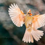 .:Angelic Cardinal:.