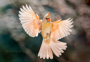 .:Angelic Cardinal:. by RHCheng