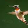 .:Hummingbird II:.