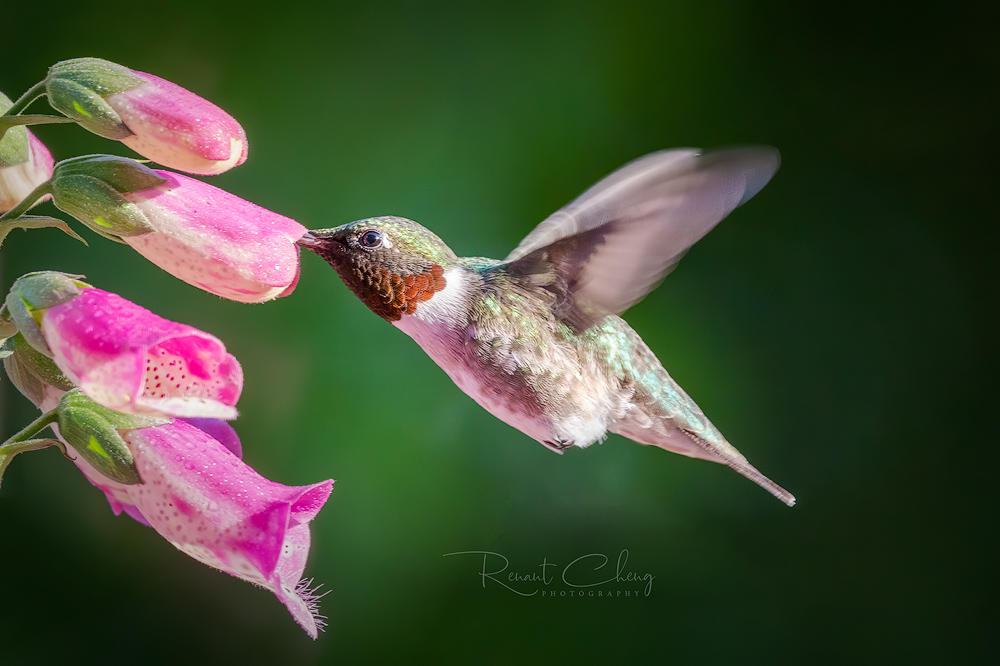 Rae Rae Hummingbird .:Hummingbird III:. by RHCheng on DeviantArt