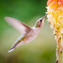 .:Hummingbird IV:.