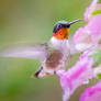 .:Hummingbird VI:.