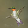.:Hummingbird IX:.