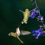 .:Dueling Hummingbirds II:.