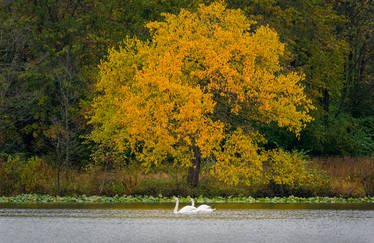 .:Swan Lake:.