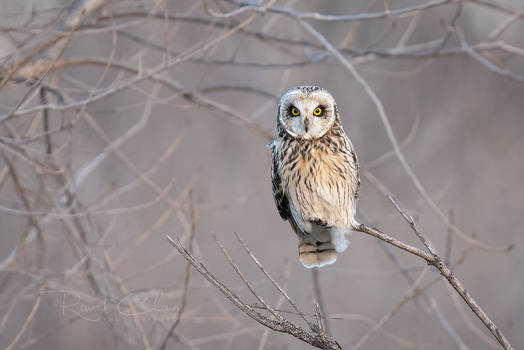.:Short Eared Owl I:.