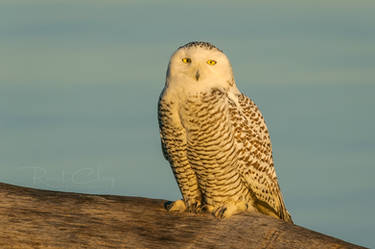 .:Snowy Owl I:.