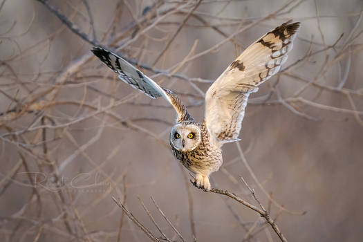 .:Short Eared Owl II:.
