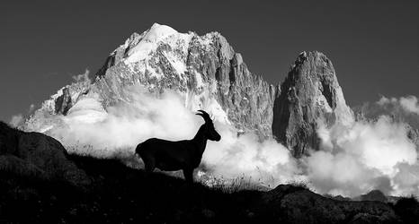 Ibex Silhouette by RobertoBertero