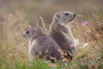 Baby Marmots by RobertoBertero