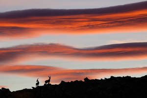 Alpine Ibexes Silhouette by RobertoBertero