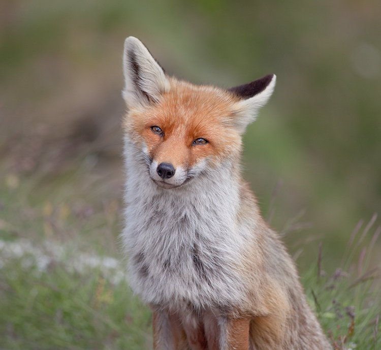 Smiling Fox