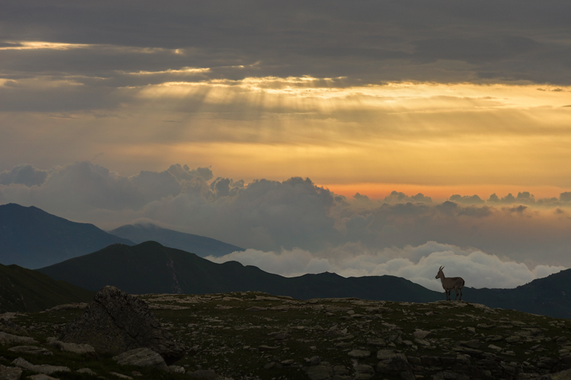 Sunrise With a Friend