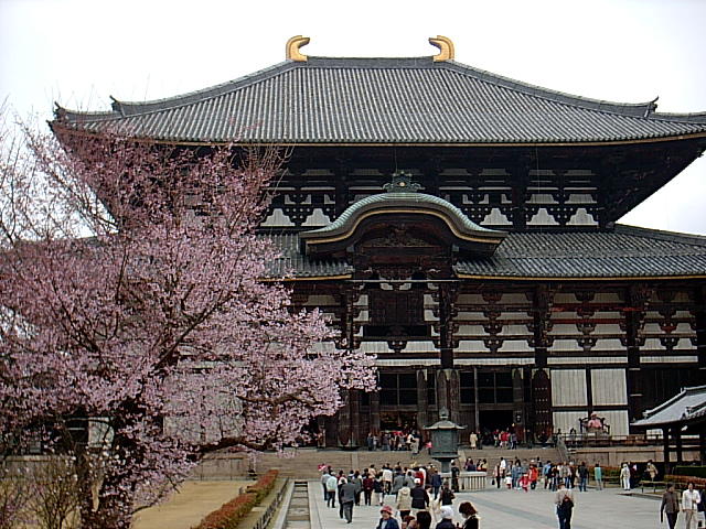 Todaiji and Sakura