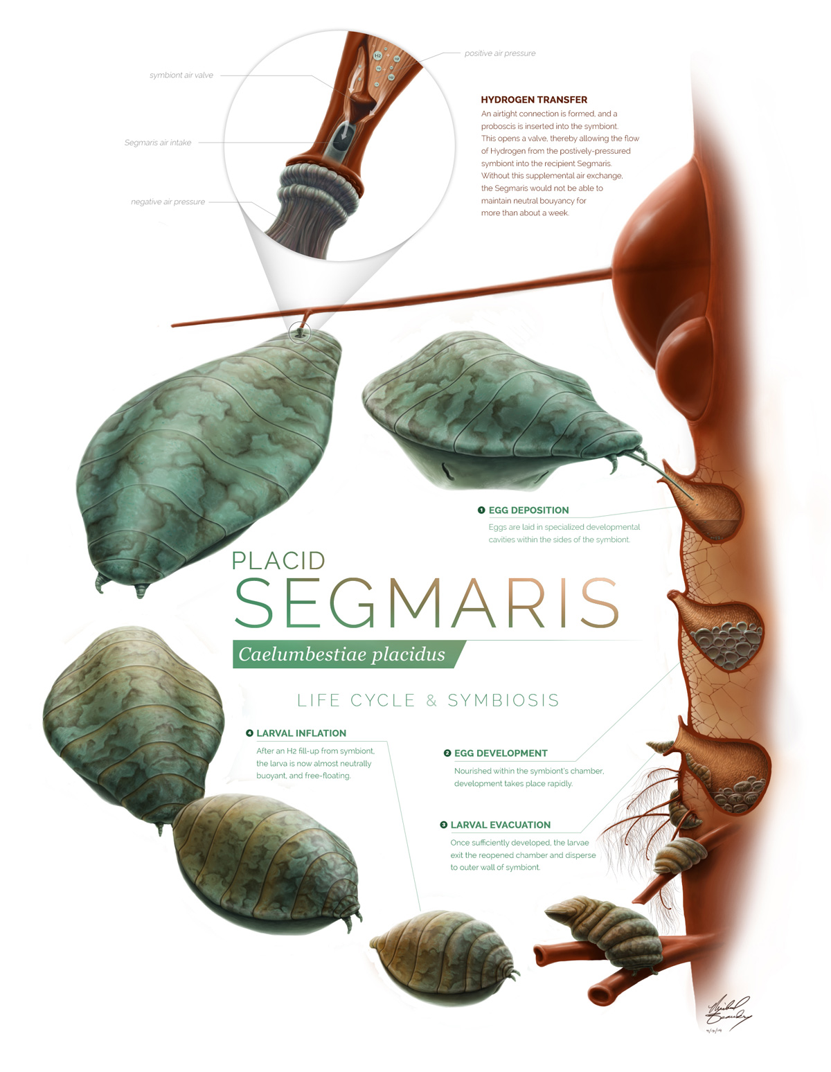 Segmaris-full