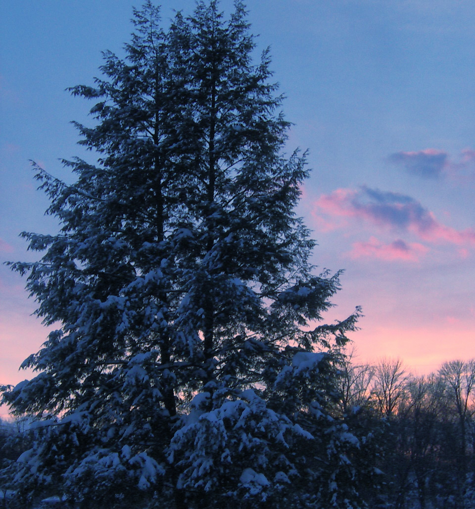 Sunset Snow Tree