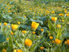 daisy flowers in cyprus