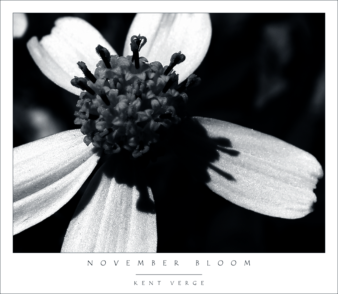 November Bloom