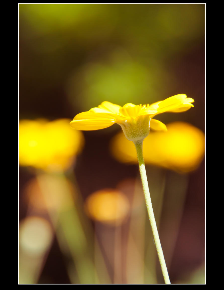 pretty in yellow